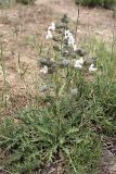 Salvia trautvetteri. Цветущее растение. Высота ~60 см. Южный Казахстан, горы Каракус. 25.05.2010.