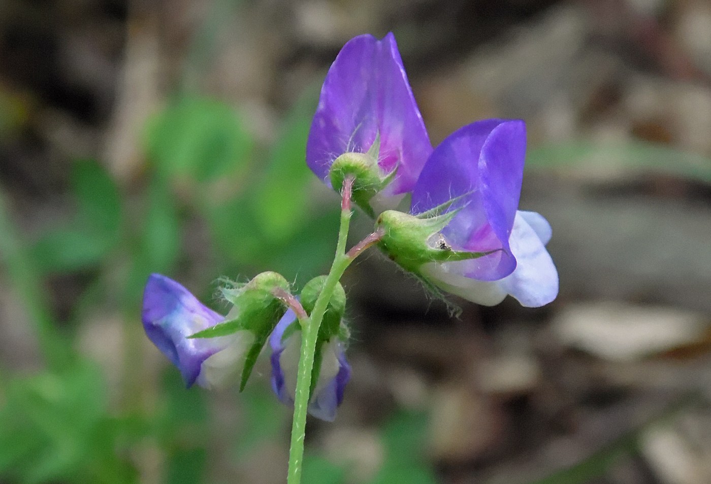 Image of Lathyrus laxiflorus specimen.