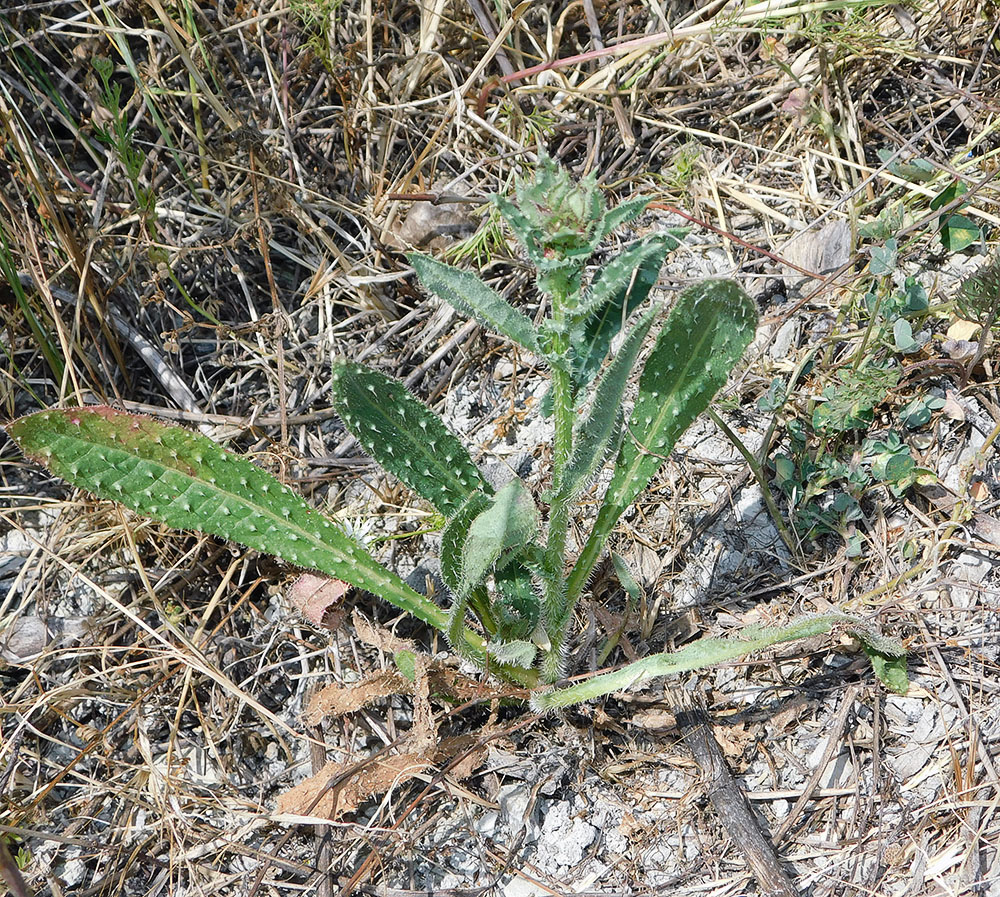 Image of Helminthotheca echioides specimen.