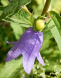 Campanula rapunculoides