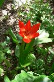 Tulipa praestans. Цветущее растение. Таджикистан, Гиссарский хребет, бас. р. Варзоб, ущелье р. Кондара. 21 апреля 2011 г.