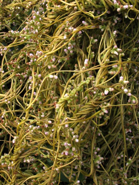 Image of Cuscuta monogyna specimen.