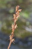 Orobanche pallidiflora. Верхушка сухого прошлогоднего побега с соплодием. Ленинградская обл., Ломоносовский р-н, долина р. Шингарка, разнотравный луг на известняке. 18.04.2020.