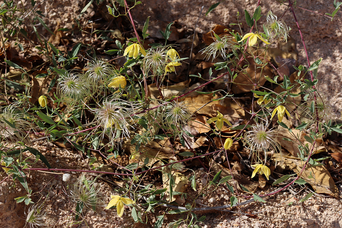 Image of Clematis orientalis specimen.