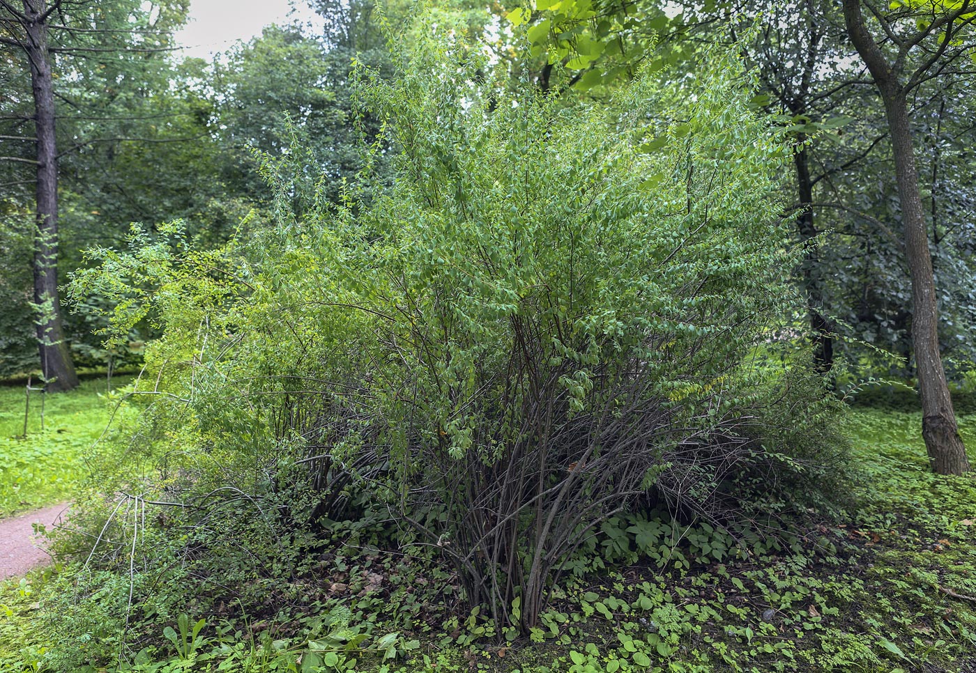 Image of Spiraea crenata specimen.