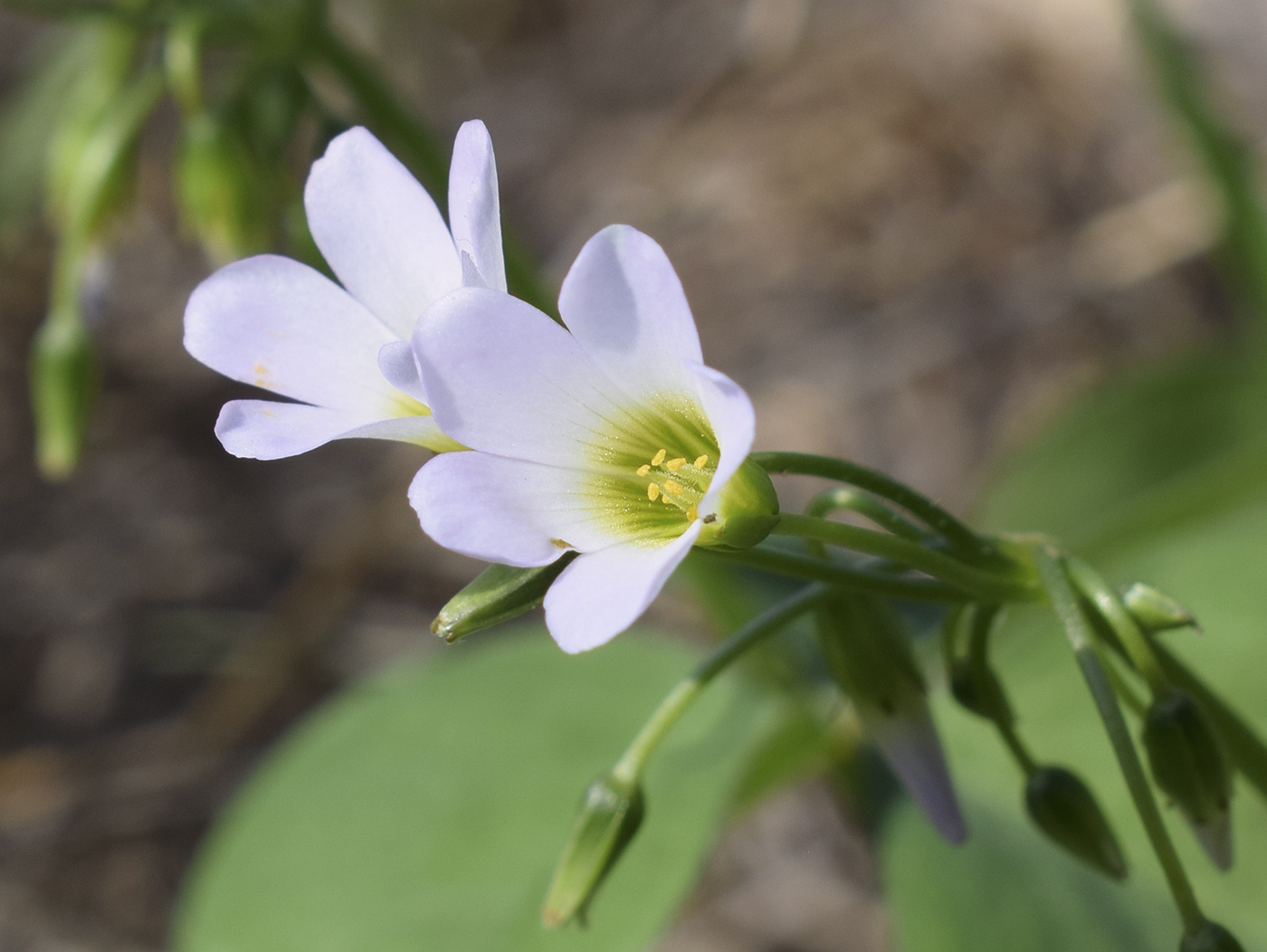 Image of Oxalis debilis specimen.