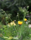 Sonchus arvensis subspecies uliginosus. Общее соцветие с цветущими и развивающимися корзинками. Тульская обл., пос. Дубна, дачный участок, сорное. 16.07.2020.