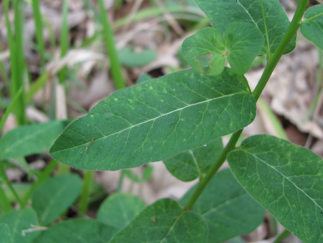 Image of Euphorbia squamosa specimen.