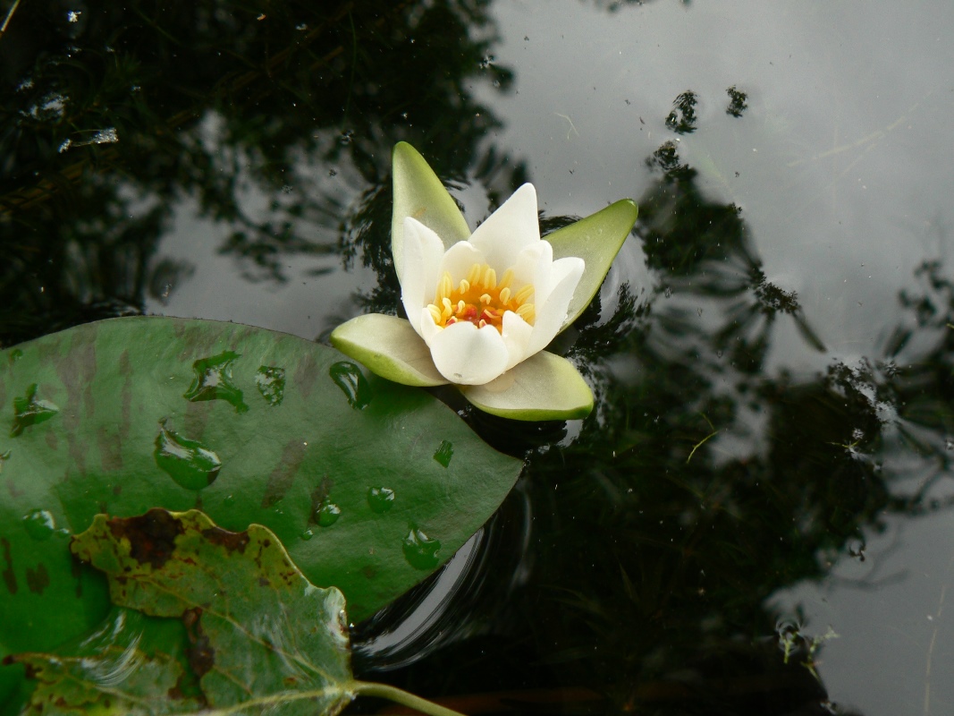 Изображение особи Nymphaea tetragona.