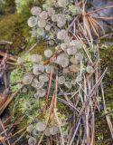 genus Cladonia. Талломы с подециями. Пермский край, Лысьвенский р-н, долина р. Чусовая, камень Дужной, на подушке листостебельных мхов. 02.05.2021.