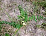 Vicia ciliatula