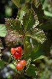 Rubus saxatilis