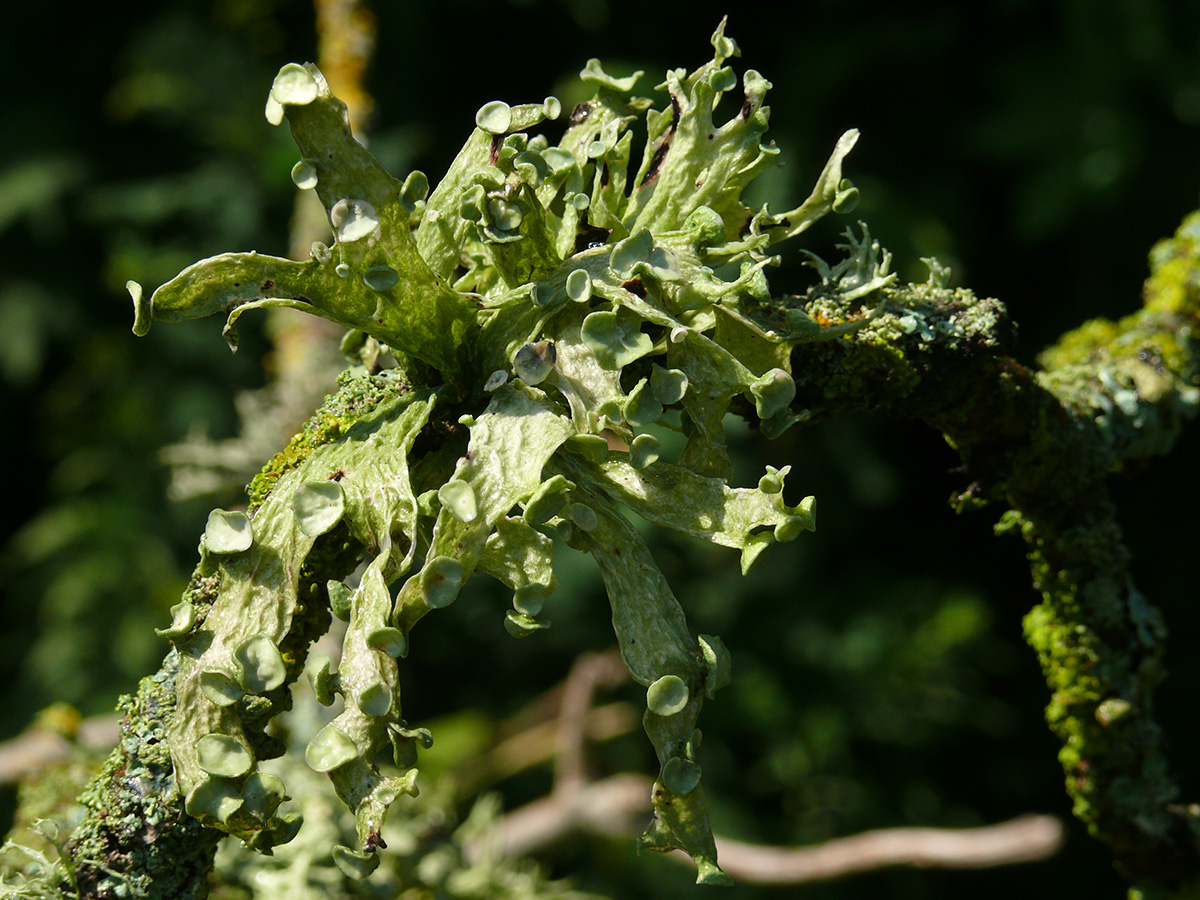 Image of Ramalina fraxinea specimen.