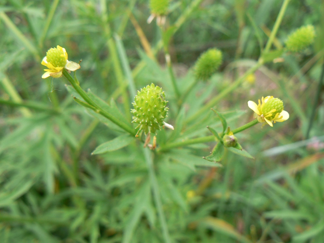 Image of Ranunculus acris specimen.