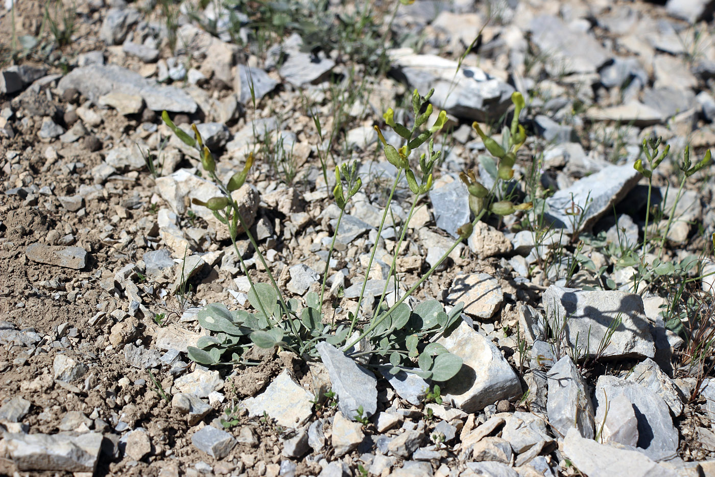 Изображение особи Astragalus auratus.