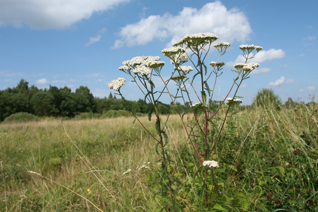 Изображение особи Achillea millefolium.