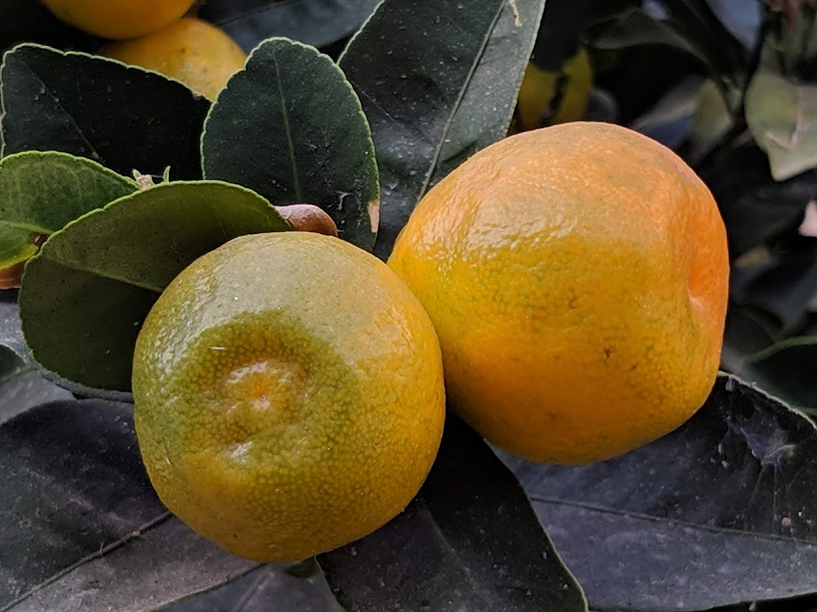 Изображение особи Citrus sinensis.