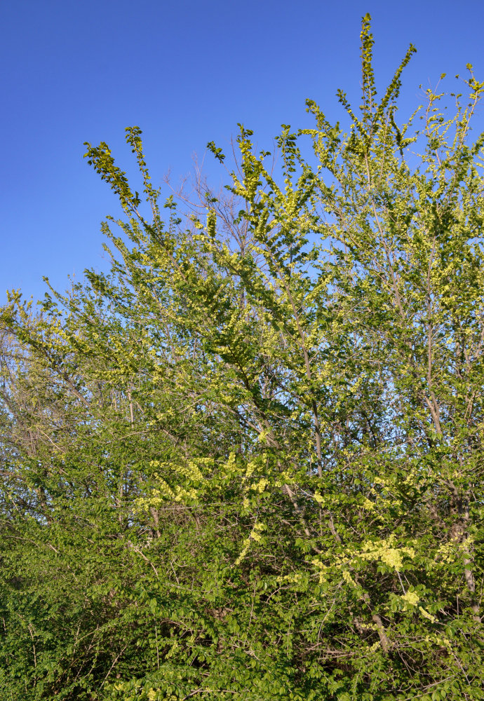 Изображение особи Ulmus pumila.