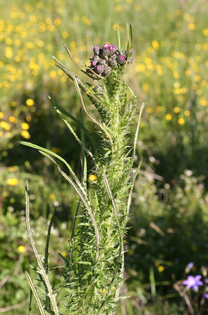 Image of Cirsium palustre specimen.