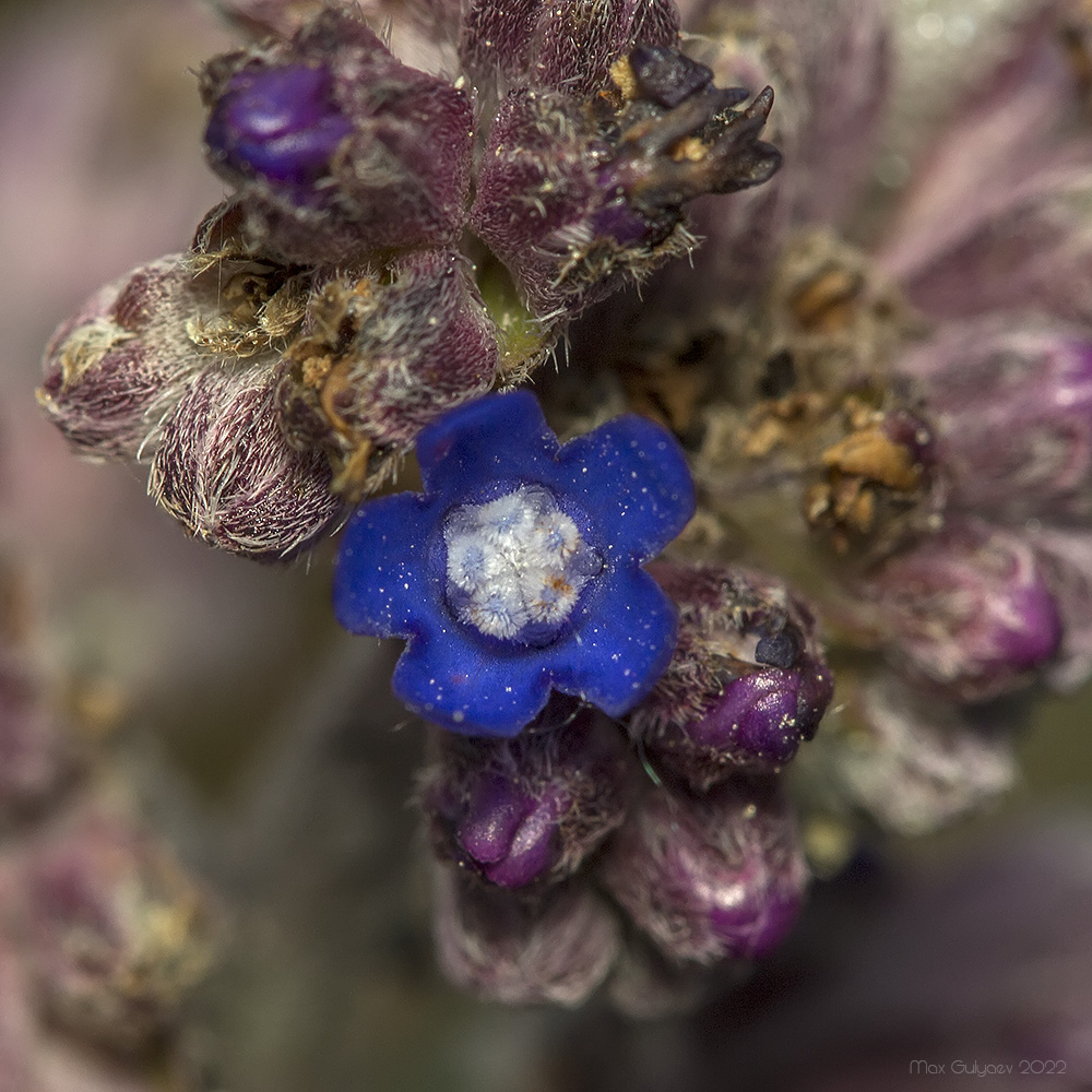 Изображение особи Anchusa leptophylla.