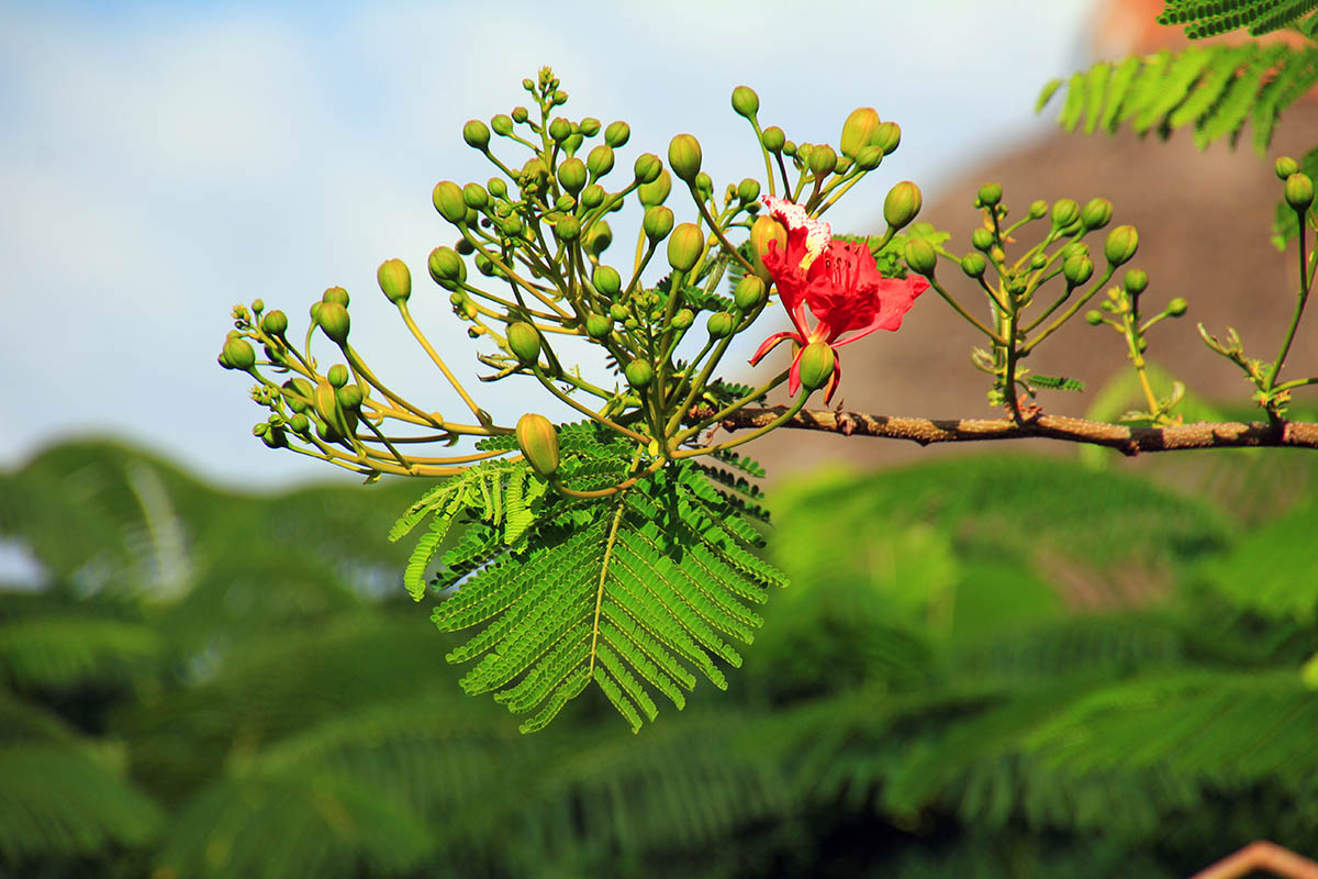 Изображение особи Delonix regia.