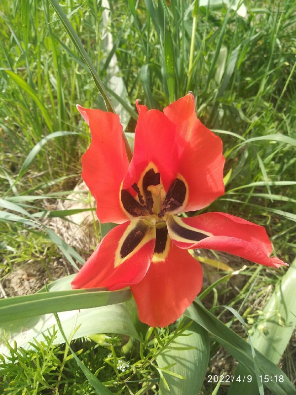 Image of Tulipa micheliana specimen.