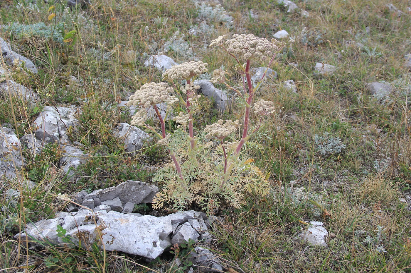 Image of Seseli gummiferum specimen.