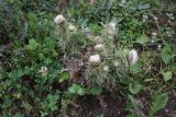 Cirsium echinus. Цветущее растение. Республика Ингушетия, Джейрахский р-н, рядом с альплагерем \"Кязи\", выс. 1980 м н.у.м, склон обрыва. 23 июля 2022 г.