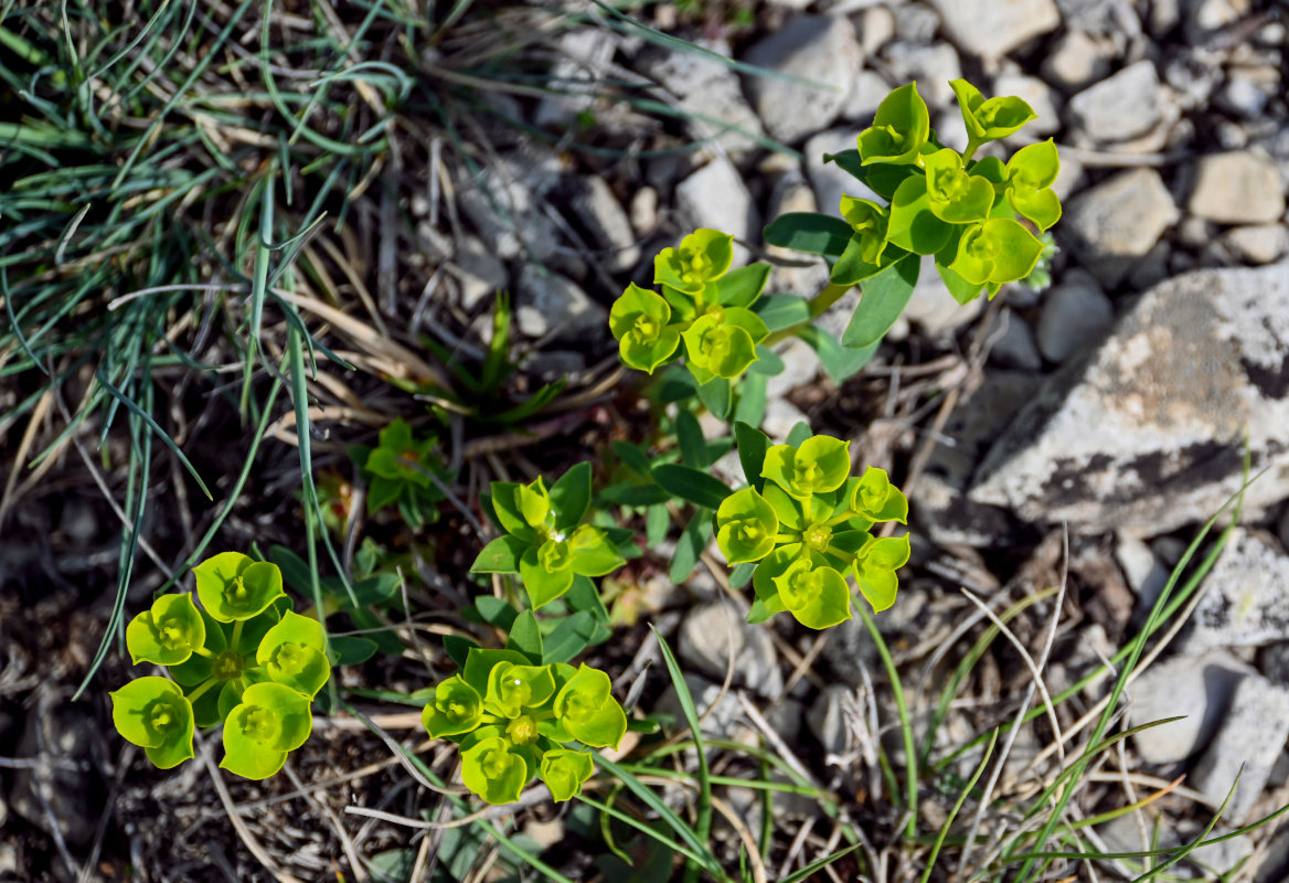 Изображение особи Euphorbia glareosa.