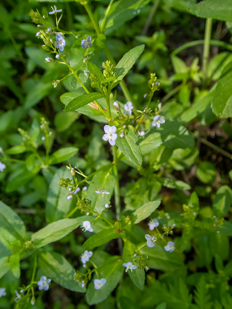 Изображение особи Veronica anagallis-aquatica.