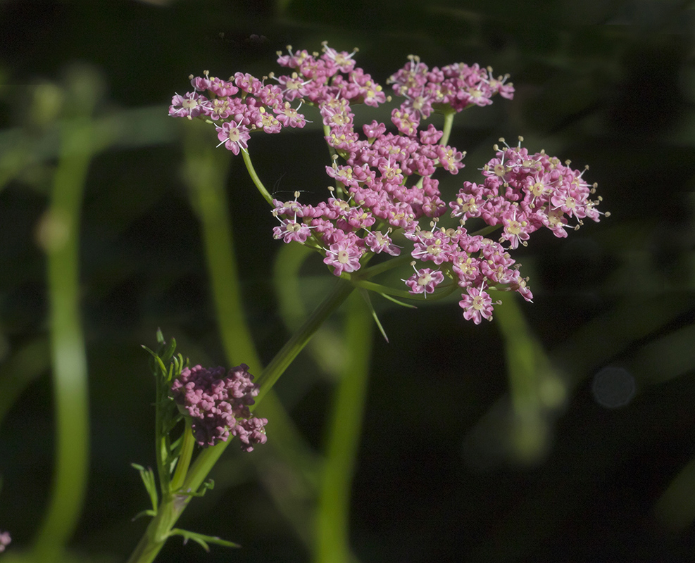 Изображение особи Pimpinella rhodantha.