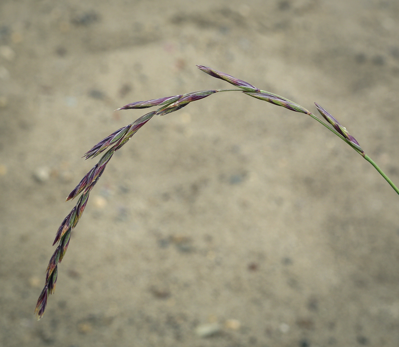 Изображение особи семейство Poaceae.