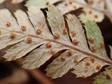 Dryopteris amurensis