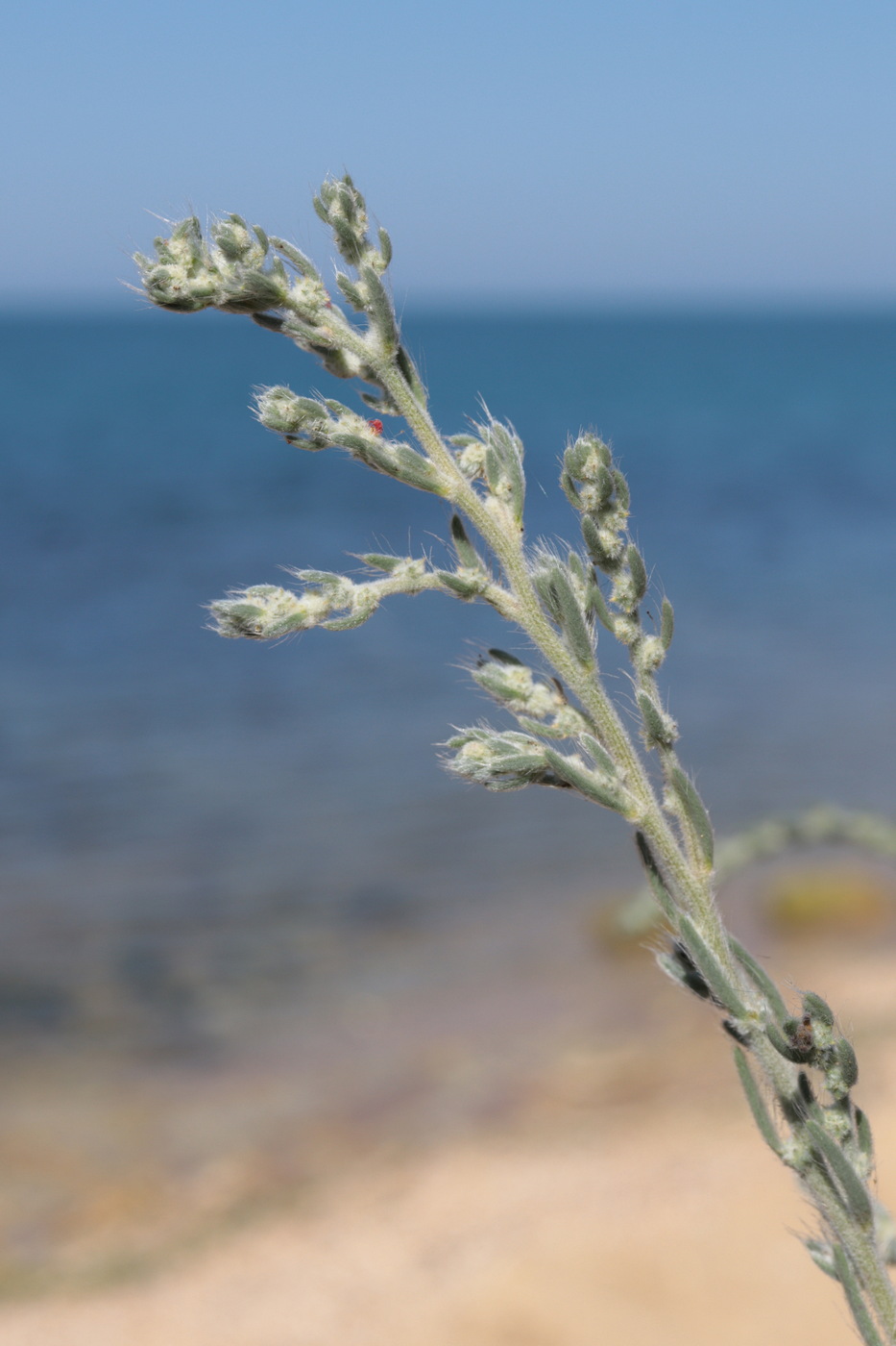 Изображение особи Sedobassia sedoides.