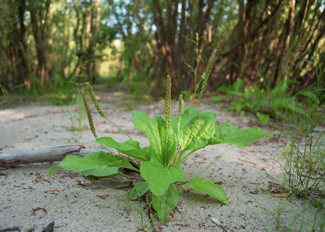 Image of Plantago major specimen.