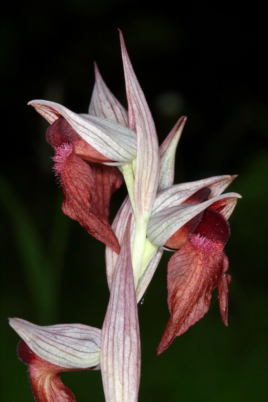 Image of Serapias orientalis ssp. feldwegiana specimen.