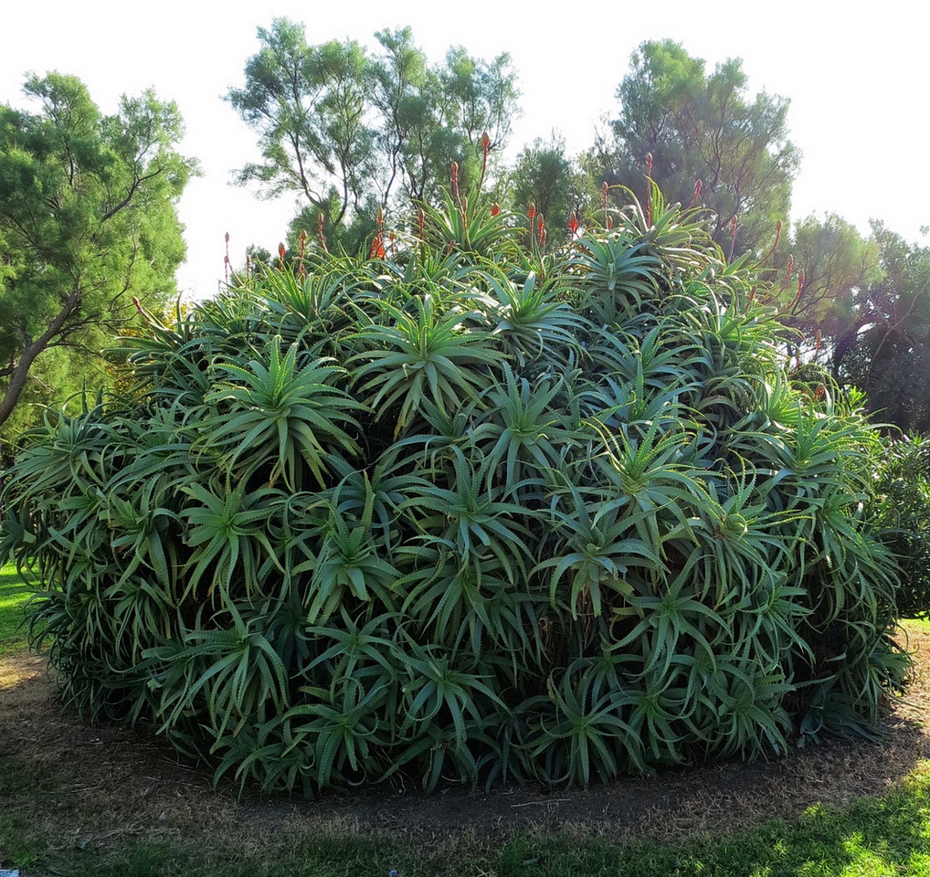 Image of genus Aloe specimen.