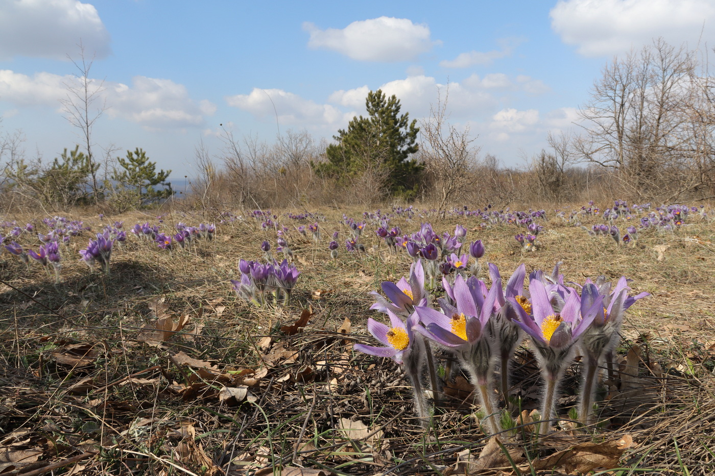 Изображение особи Pulsatilla taurica.