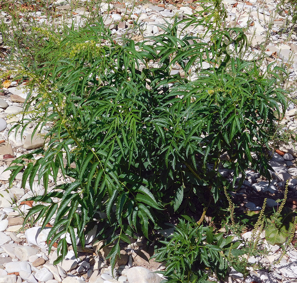 Image of Datisca cannabina specimen.