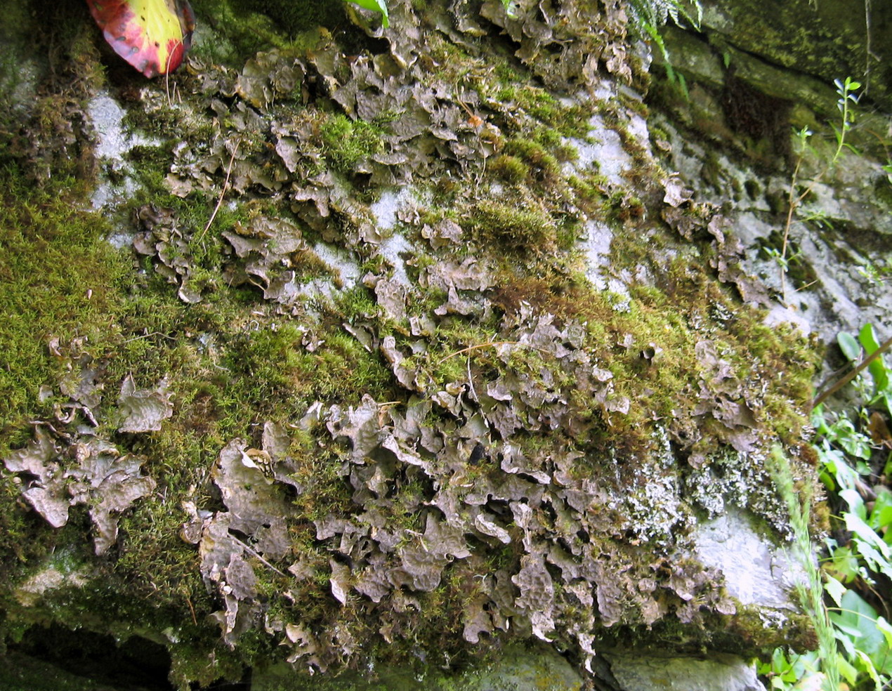 Image of Lobaria isidiosa specimen.