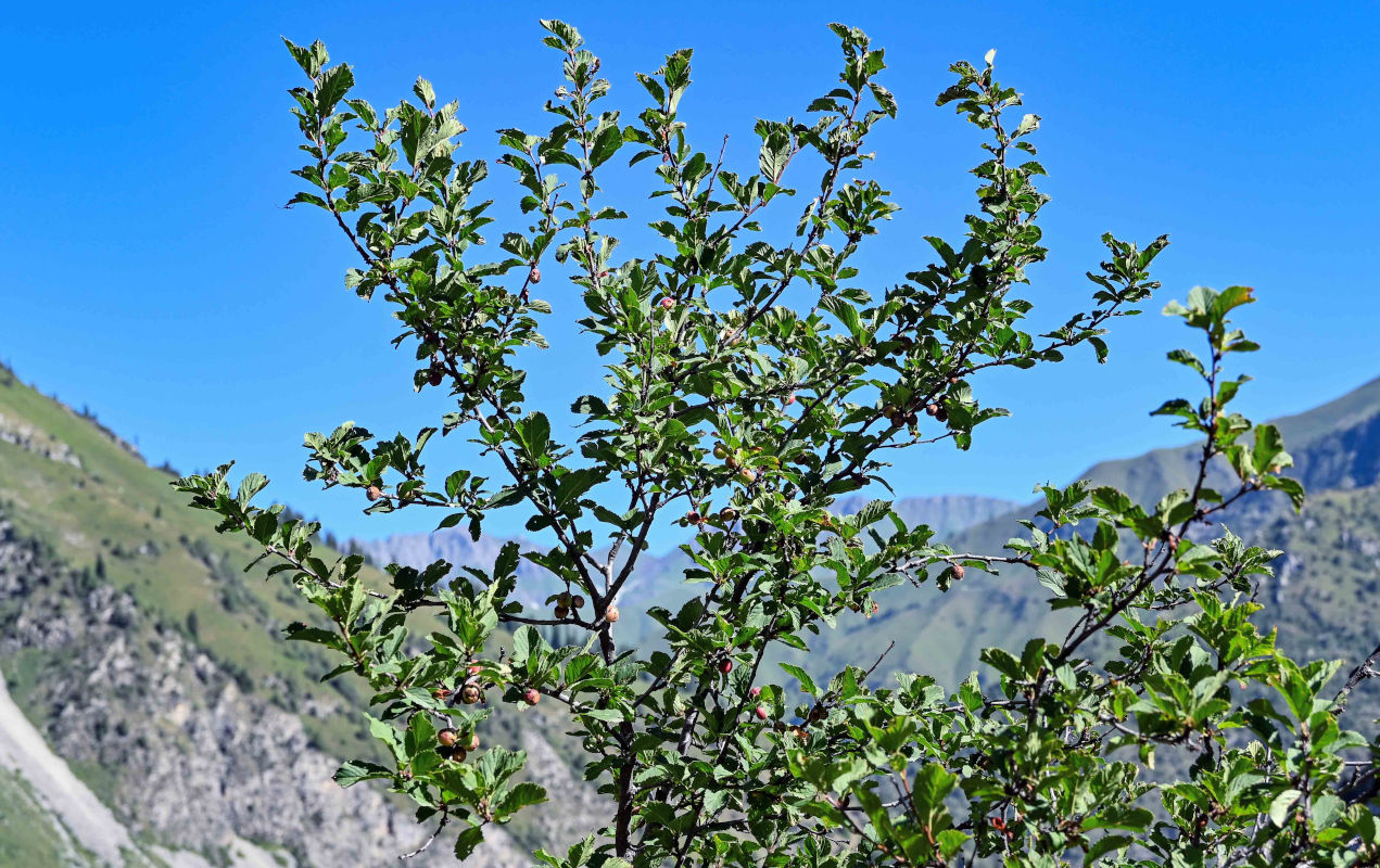 Изображение особи Louiseania ulmifolia.