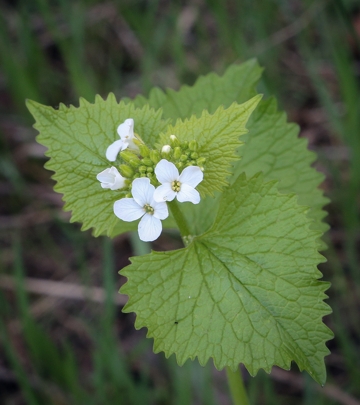 Image of Alliaria petiolata specimen.