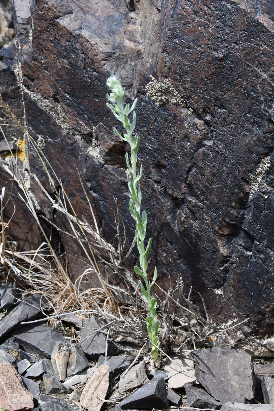 Image of Filago arvensis specimen.