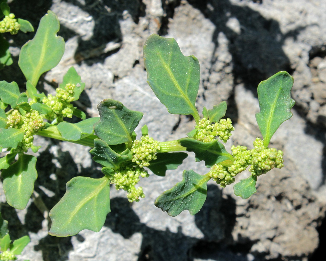 Изображение особи Oxybasis glauca.