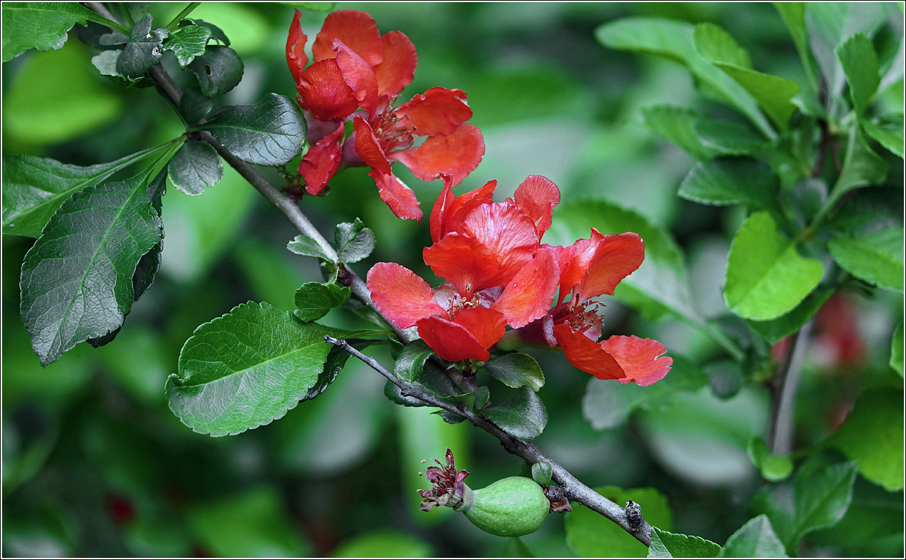 Image of Chaenomeles japonica specimen.