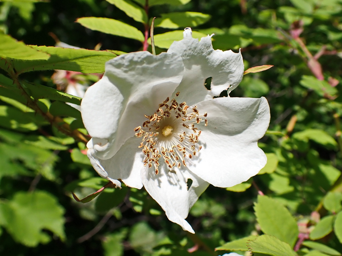 Image of Rosa acicularis specimen.