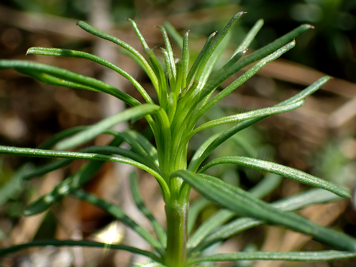 Image of Galium album specimen.