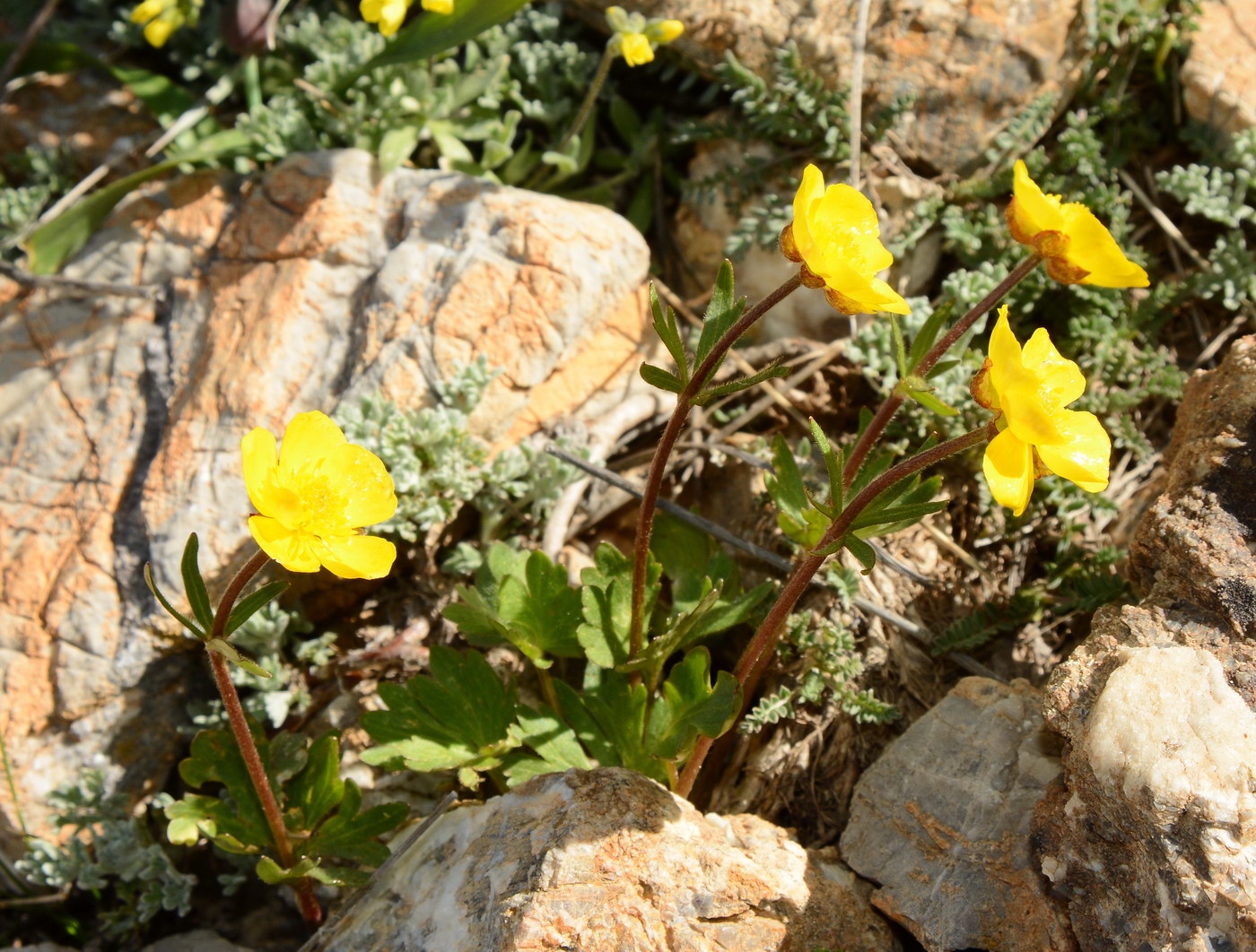 Изображение особи род Ranunculus.