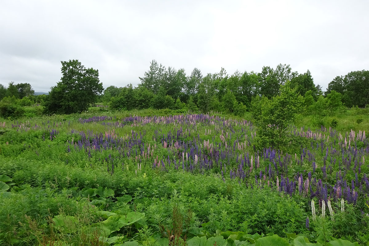 Image of Lupinus nootkatensis specimen.