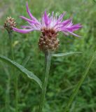 Centaurea jacea